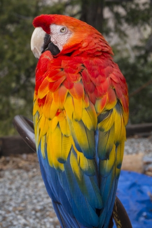rainbow parrot      